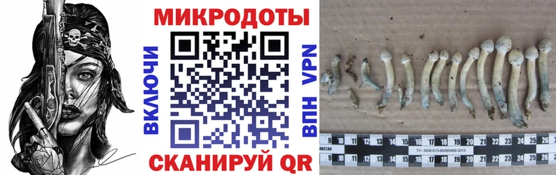 Галлюциногенные грибы Magic Shrooms  где купить наркоту  Кольчугино 